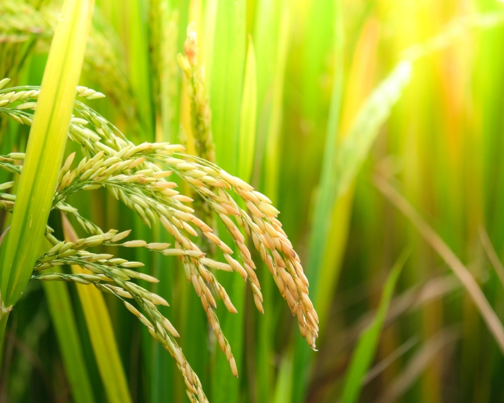 rice fields