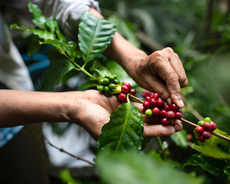 Vietnam Robusta coffee